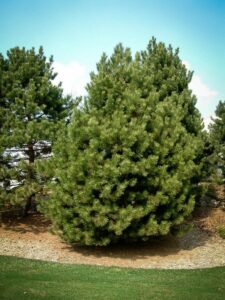 Сосна Чёрная (Pinus Nigra) купить по цене от 270.00р. в интернет-магазине «Посадика» с доставкой почтой в в Апрелевкае и по всей России – [изображение №1].