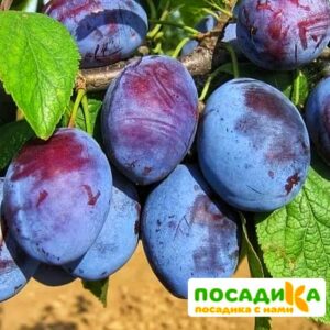 Слива Чачакская ранняя купить по цене от 229.00р. в интернет-магазине «Посадика» с доставкой почтой в в Апрелевкае и по всей России – [изображение №1].