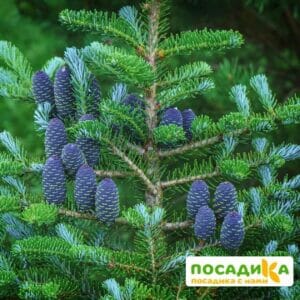 Пихта корейская (Abies koreana) купить по цене от 450.00р. в интернет-магазине «Посадика» с доставкой почтой в в Апрелевкае и по всей России – [изображение №1].