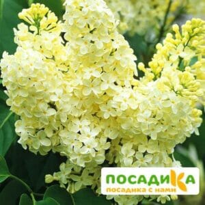 Сирень Примроуз (Primrose) купить по цене от 529.00р. в интернет-магазине «Посадика» с доставкой почтой в в Апрелевкае и по всей России – [изображение №1].