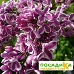 Сирень Сенсация купить по цене от 529.00р. в интернет-магазине «Посадика» с доставкой почтой в в Апрелевкае и по всей России – [изображение №1].