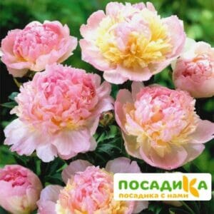 Пион Распберри Сандей (Paeonia Raspberry Sundae) купить по цене от 959р. в интернет-магазине «Посадика» с доставкой почтой в в Апрелевкае и по всей России – [изображение №1].