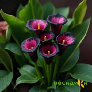 Калла Аура Лейс купить по цене от 400р. в интернет-магазине «Посадика» с доставкой почтой в в Апрелевкае и по всей России – [изображение №1].