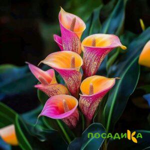 Калла Оникс купить по цене от 450р. в интернет-магазине «Посадика» с доставкой почтой в в Апрелевкае и по всей России – [изображение №1].