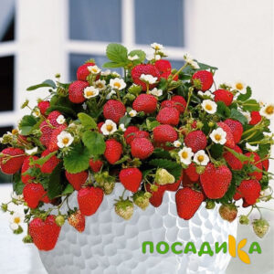 Клубника Рубиновый Шепот (горшечная) купить по цене от 240р. в интернет-магазине «Посадика» с доставкой почтой в в Апрелевкае и по всей России – [изображение №1].
