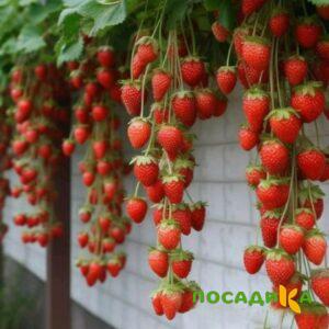 Клубника вьющаяся Комплимент купить по цене от 470р. в интернет-магазине «Посадика» с доставкой почтой в в Апрелевкае и по всей России – [изображение №1].