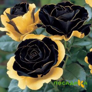 Роза Ханни Сикл купить по цене от 700р. в интернет-магазине «Посадика» с доставкой почтой в в Апрелевкае и по всей России – [изображение №1].