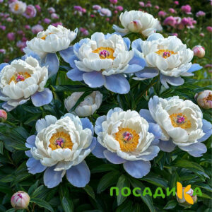Пион акварельный Этюд купить по цене от 806р. в интернет-магазине «Посадика» с доставкой почтой в в Апрелевкае и по всей России – [изображение №1].
