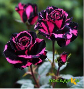 Роза Багровый Шепот купить по цене от 366р. в интернет-магазине «Посадика» с доставкой почтой в в Апрелевкае и по всей России – [изображение №1].